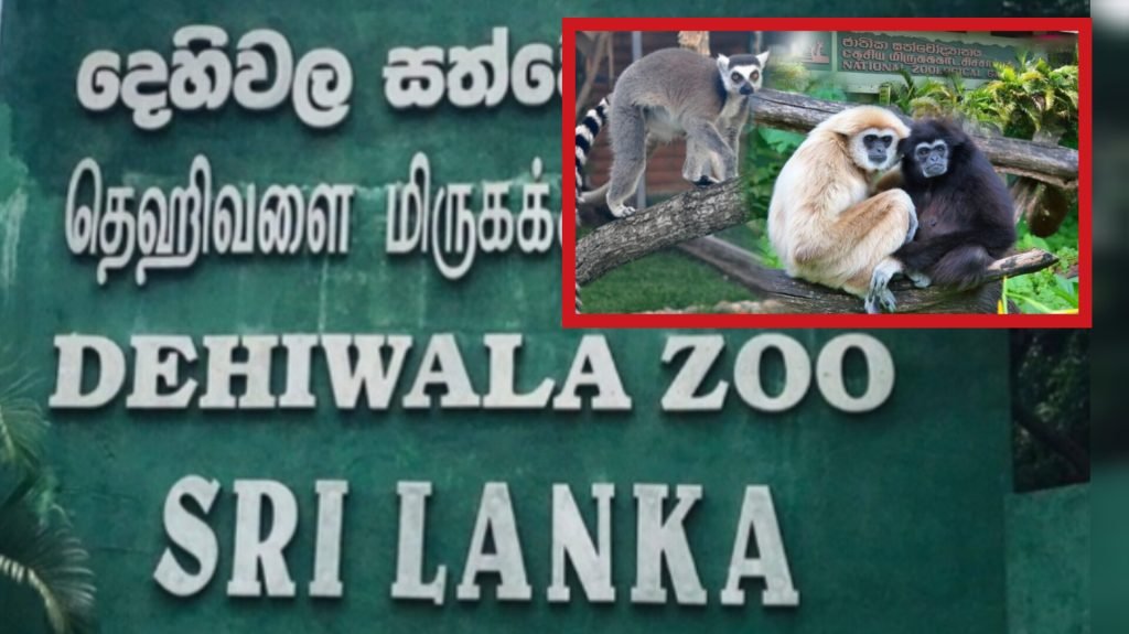 சிறுவர் தினத்தை முன்னிட்டு தெஹிவளை மிருகக்காட்சிசாலையில் பல்வேறு சிறப்பு நிகழ்வுகள்