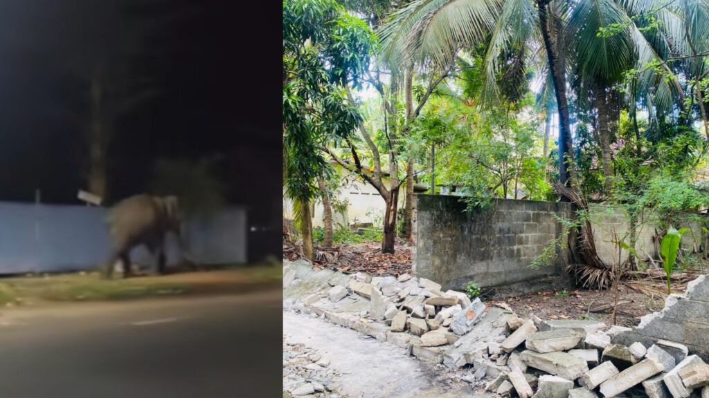 நடுநிசியில் காரைதீவுக்குள்  புகுந்து காட்டு யானை துவம்சம்! – பாரிய சேதம்