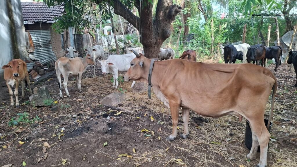 சம்மாந்துறையில் போக்குவரத்துக்கு இடையூறாகத் திரிந்த கட்டாக்காலி மாடுகள் பிடிப்பு- 3 நாட்களுக்குள் மீட்கத் தவறின் நீதிமன்றில் ஒப்படைக்க நடவடிக்கை